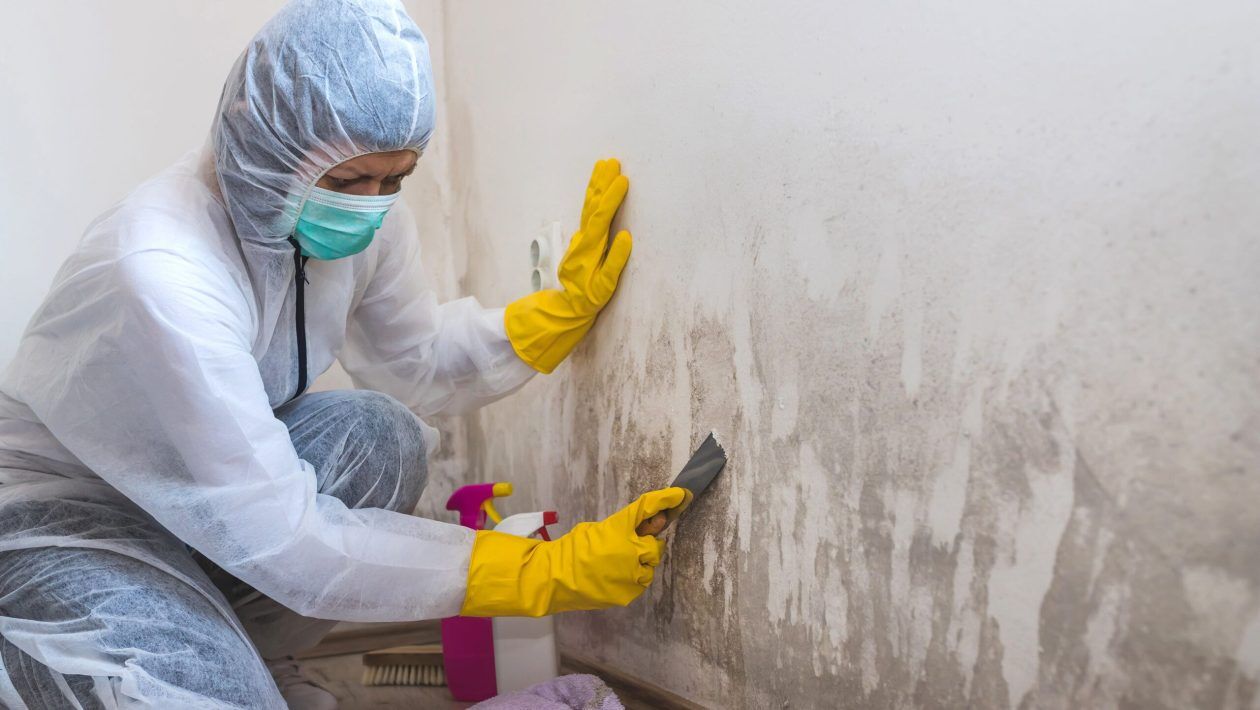 How Does The Mold Remediation Process Work?